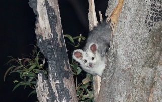 Greater Glider in a tree.