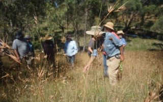 Australian native grasses growing in a field.