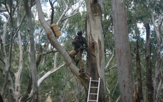 A man wearing climbing gear and holding a camera pole positions it to view inside a nest box. A ladder is leaning against the tree.