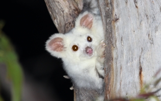 Southern Greater Glider