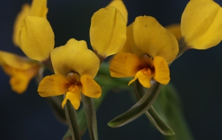 A close-up photograph of a Buttercup Doubletail Orchid